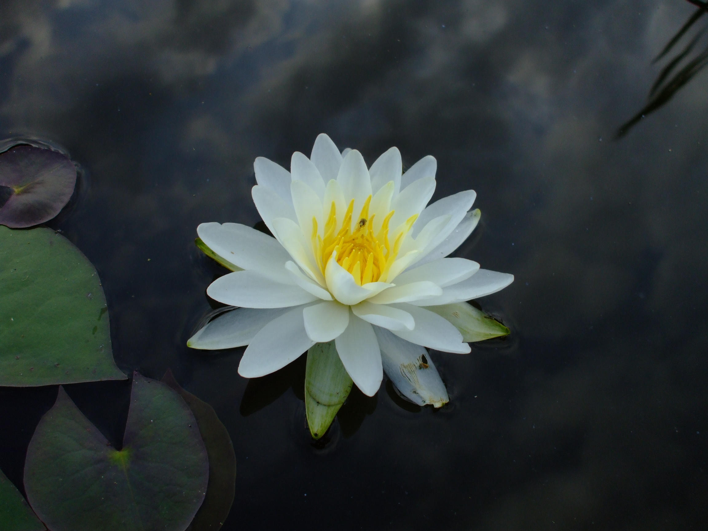 Nymphaea odorata